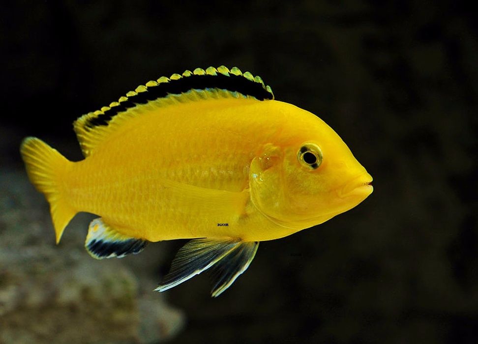 Labidochromis caeruleus e Pseudotropheus flavus