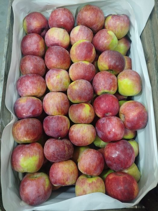 Jabłka odmiany cortland