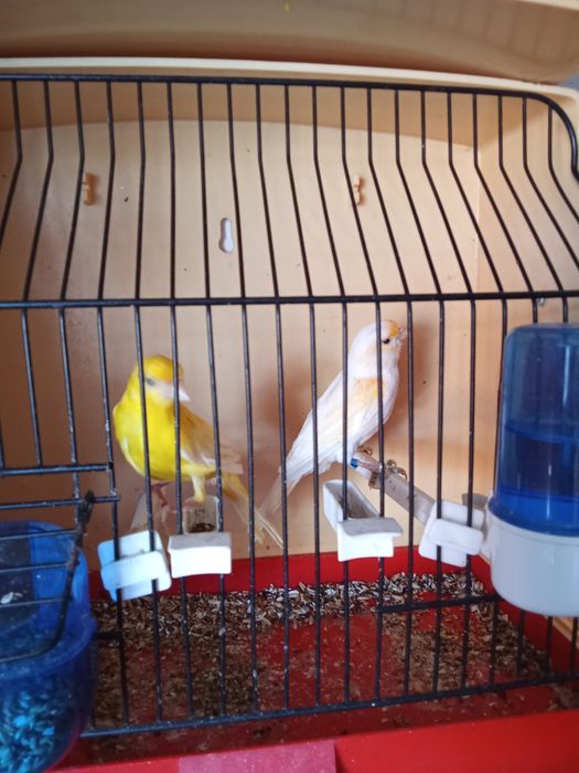 Canário casal laranja e amarelo