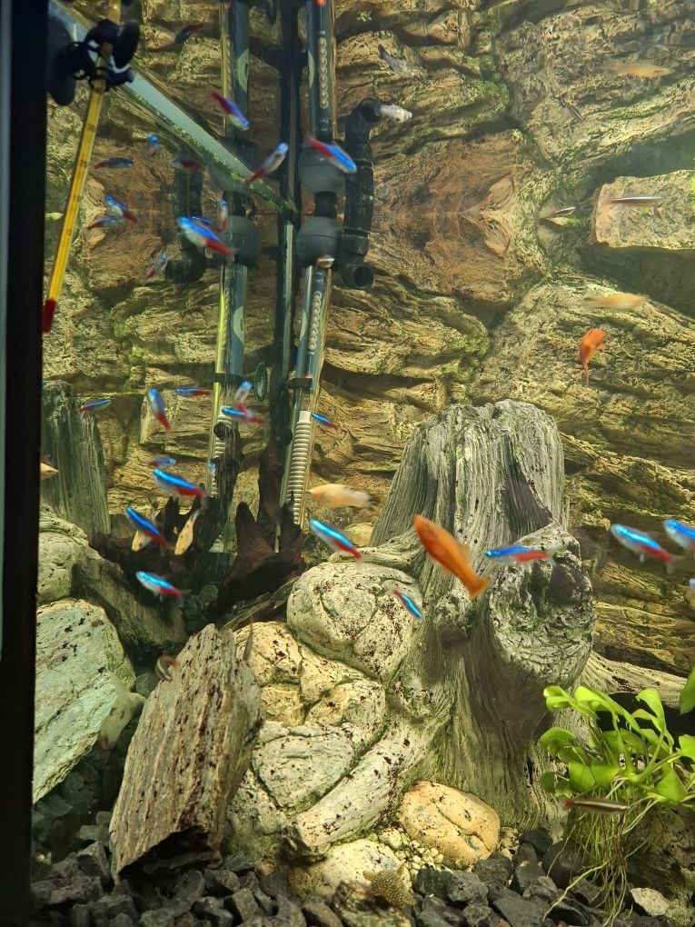 Tetra,danio i inne