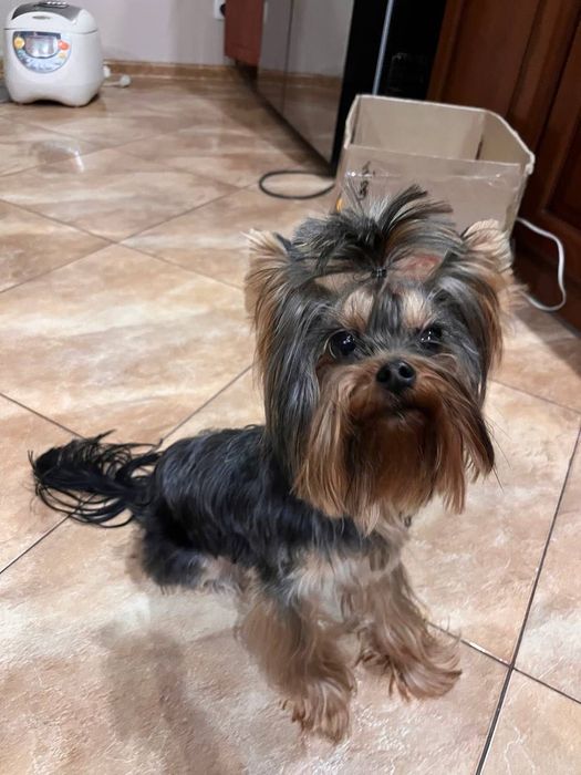 Йоркширський терьер