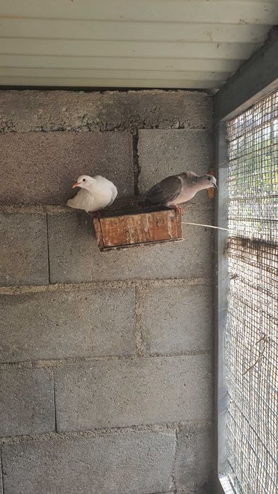 Rolas turcas,brancas e pombas de leque