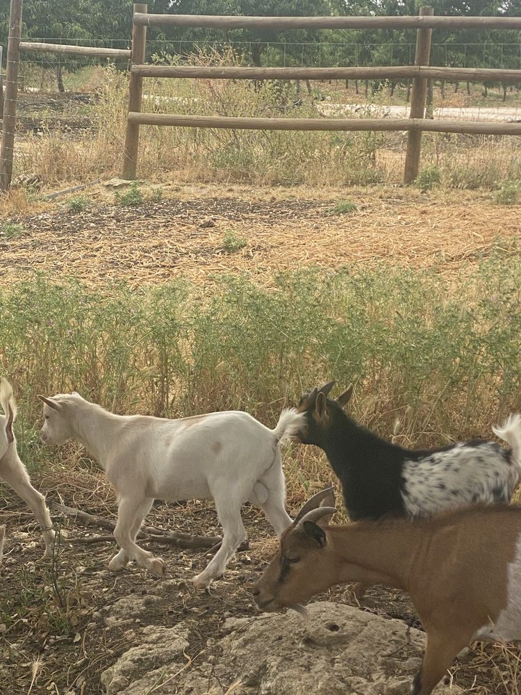 Vendo cabras anãs