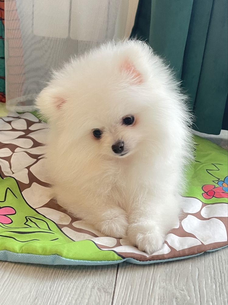 Pomeranian Szpic Miniaturowy Biały FCI ZKwP
