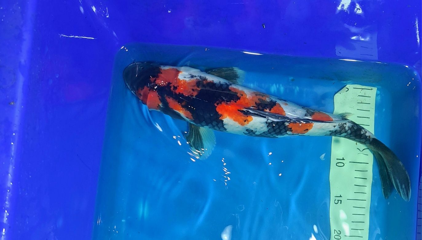 Karp koi import japonia