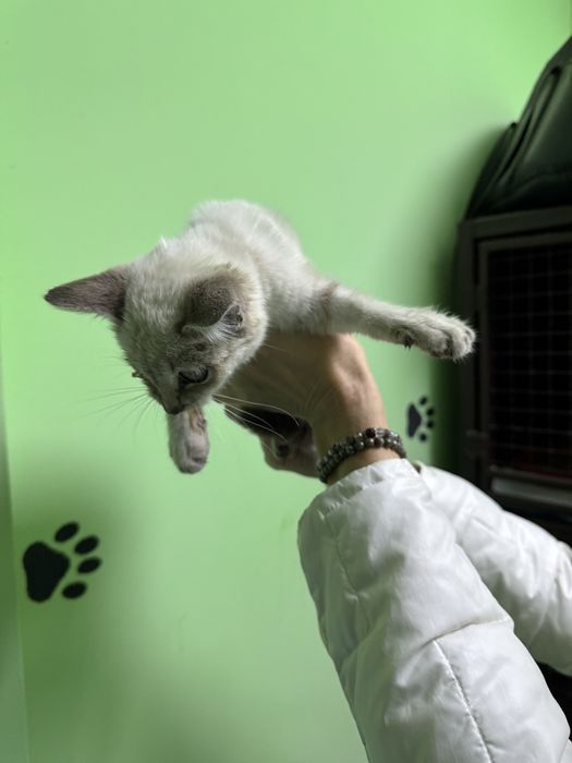 Кошеня в добрі руки