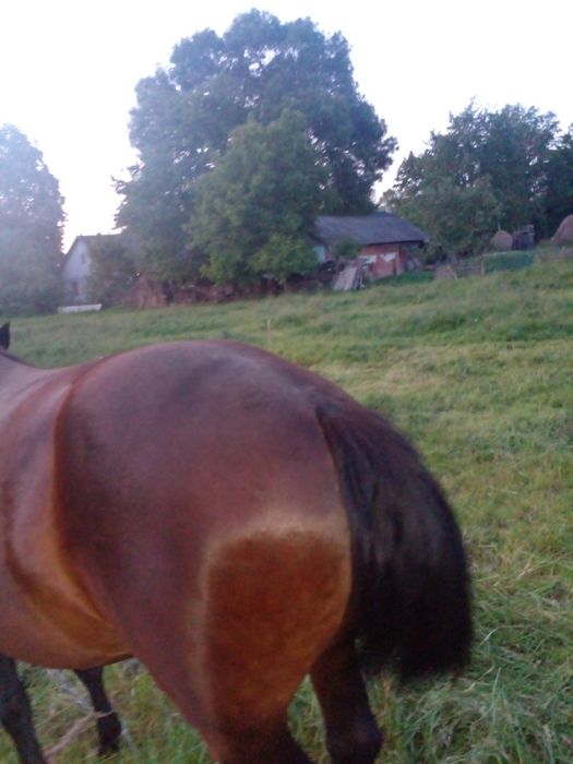 Продам добру кобилу