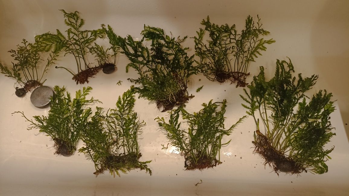 Bolbitis heudelotii