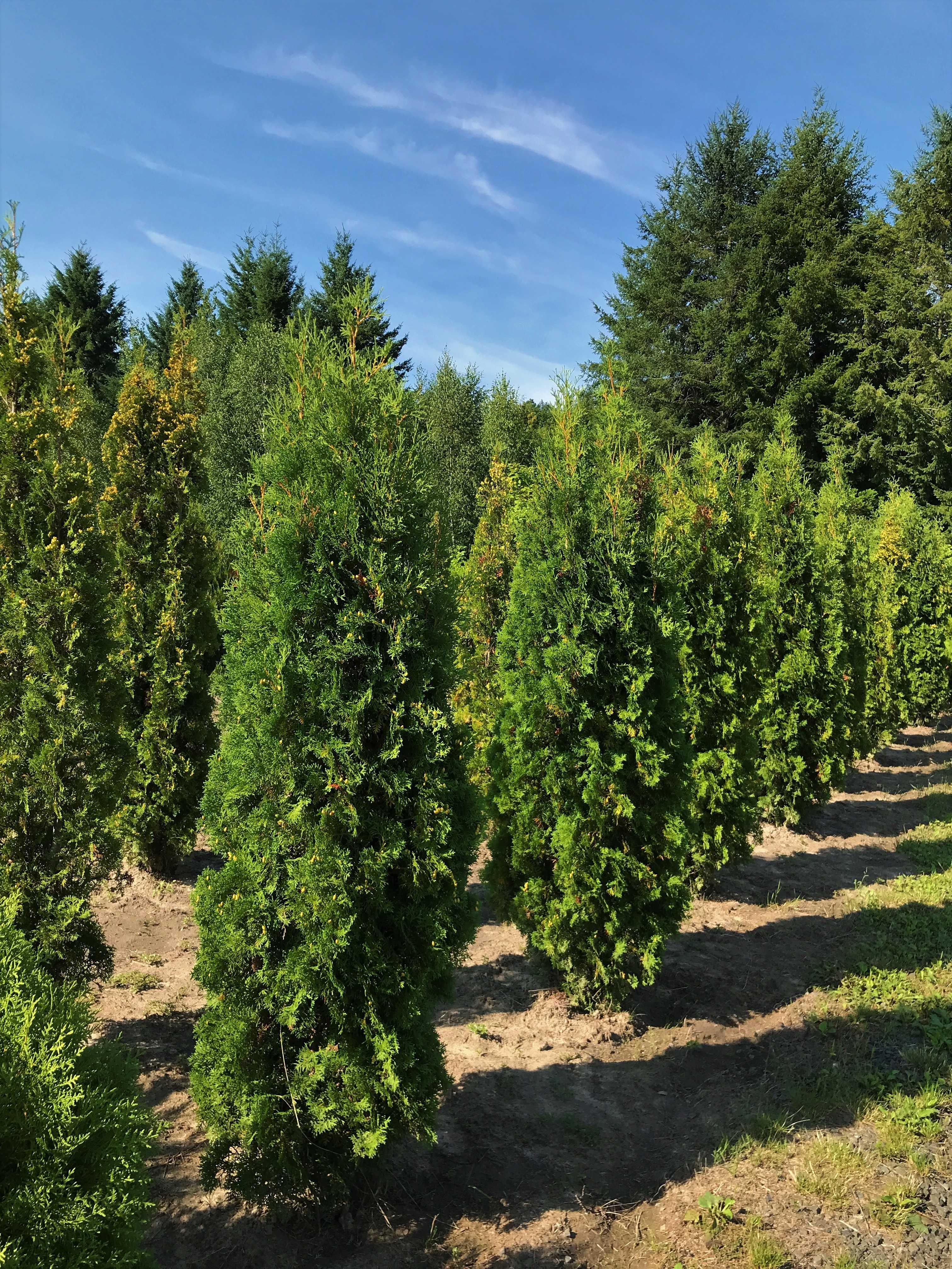 Туя західна 'Колумна'. Thuja occidentalis 'Columna'.