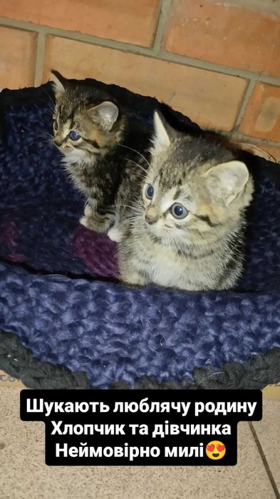 Кошенята в добрі руки