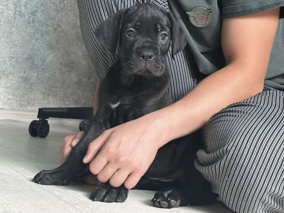 Продам щенков Кане Корсо