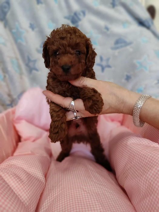 Pudel Toy chłopczyk chiński