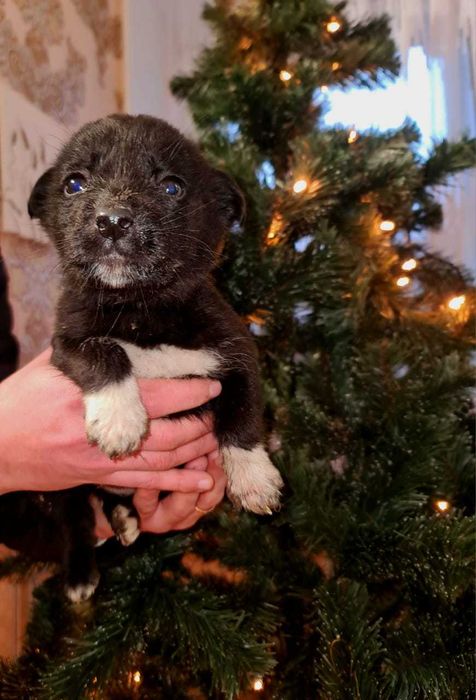 Віддам песиків в добрі руки.