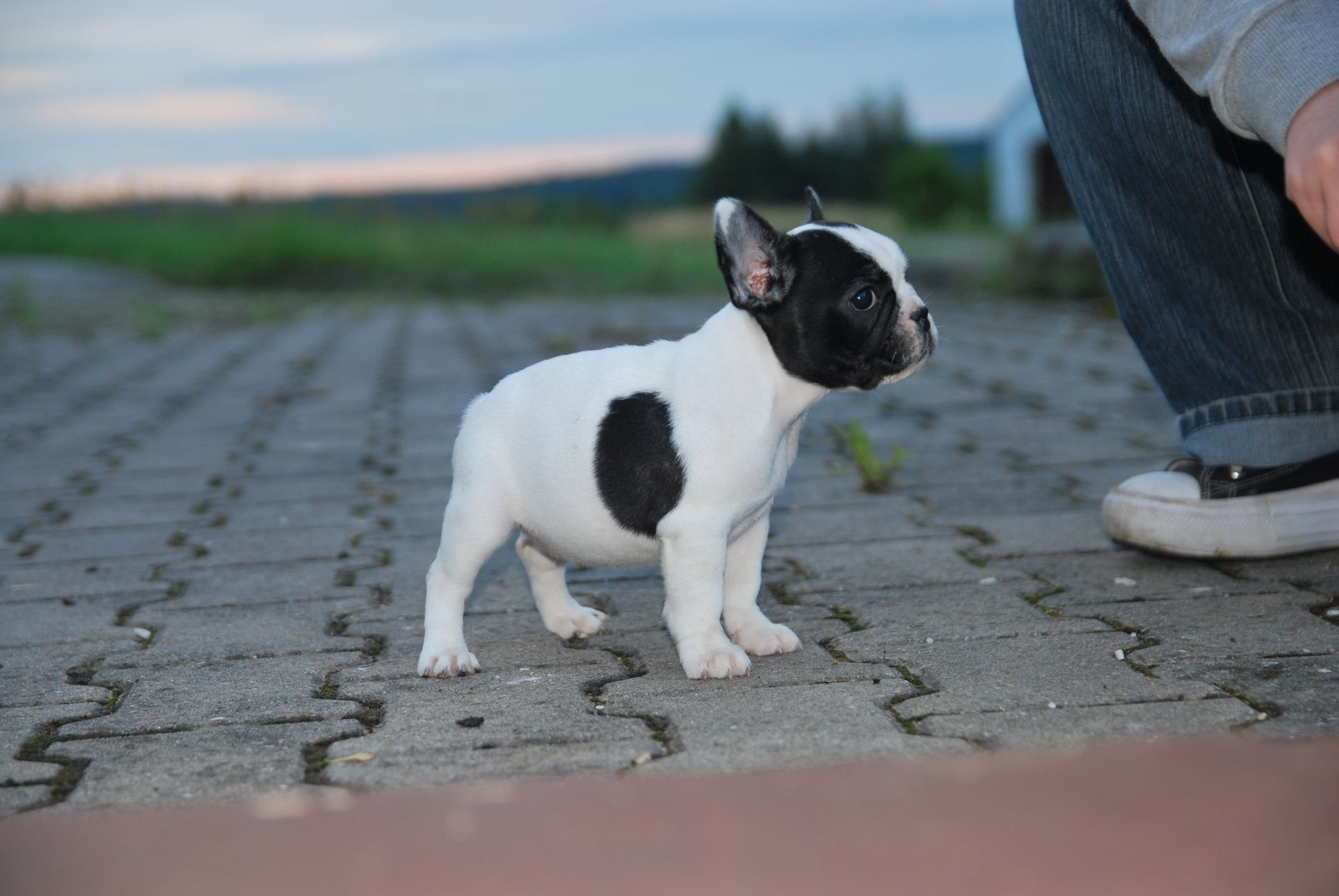Buldog francuski FCI ZKwP suczka