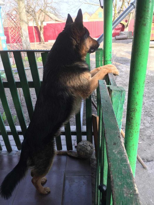 В'язка. Німецька вівчарка. Кобель