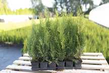 Tuja Tuje Thuja Szmaragd 38-48 cm. PRODUCENT, DOSTAWA GRATIS