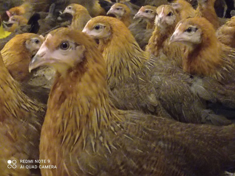 Zielononóżki kurki młode nioski Rossa leghorn