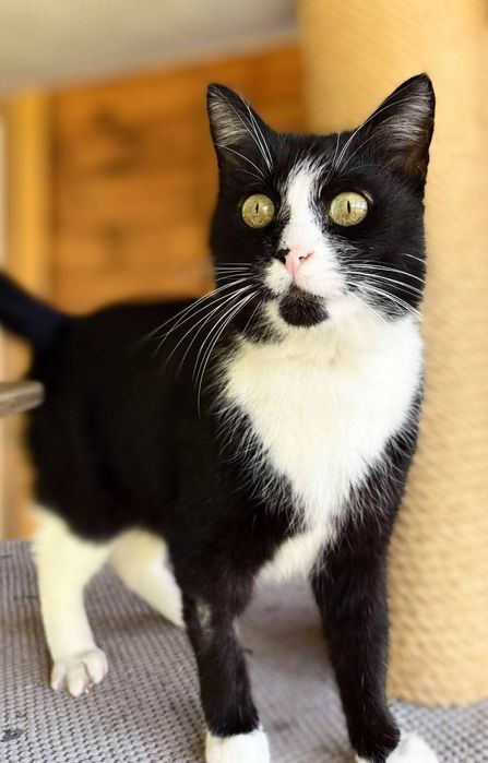 Kot Rafiki czeka na dom w schronisku