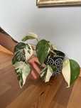 Monstera variegata