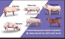 Сперма кнурів,штучне запліднення свиней