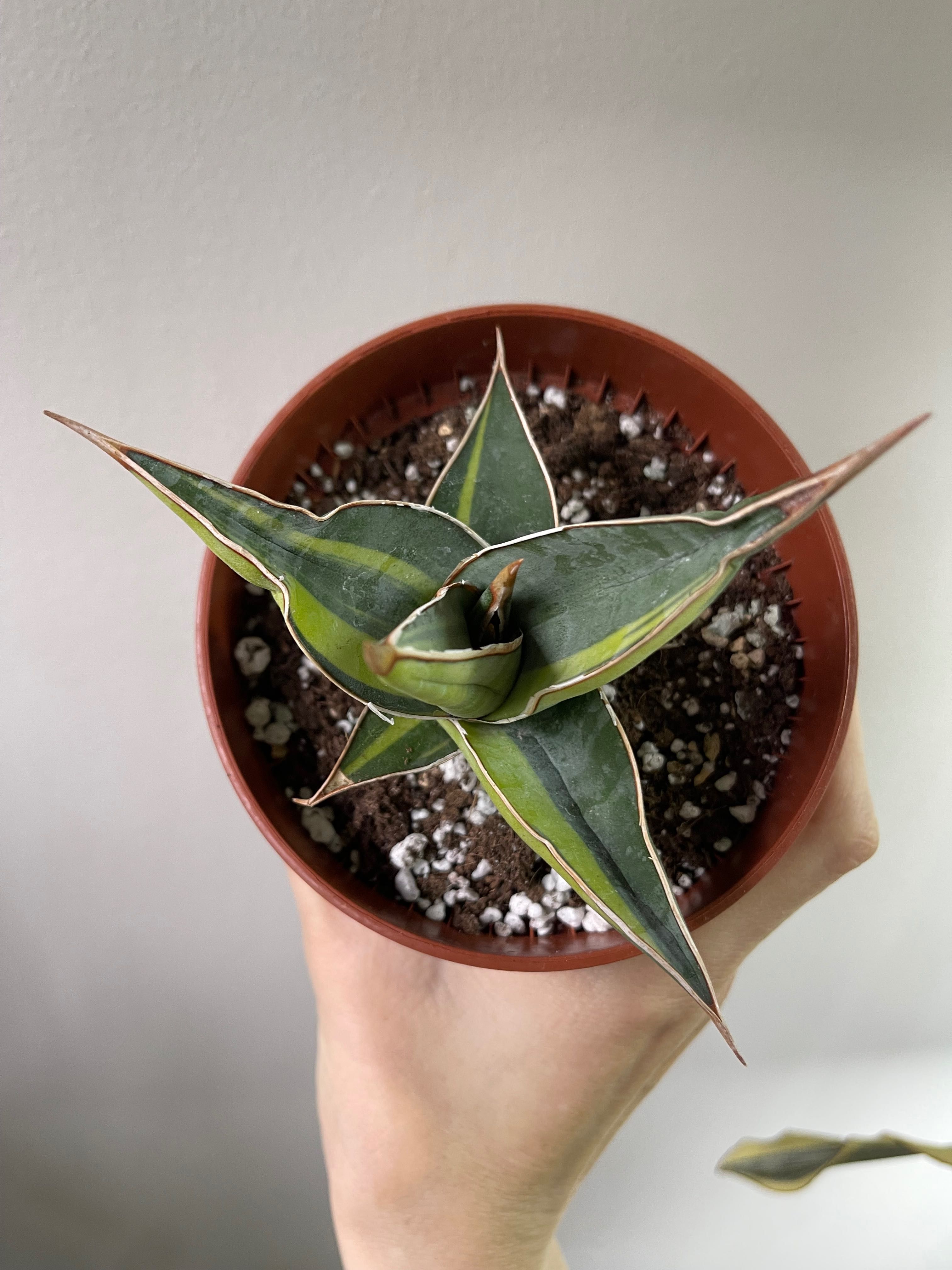 Sansevieria pinguicula variegated