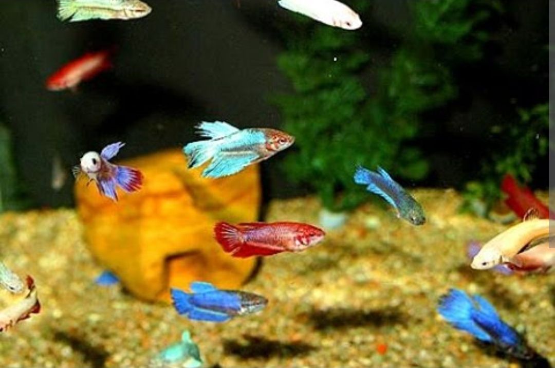 Акваріумна рибка півник вуалевий,  корона, супердельта самці і самки