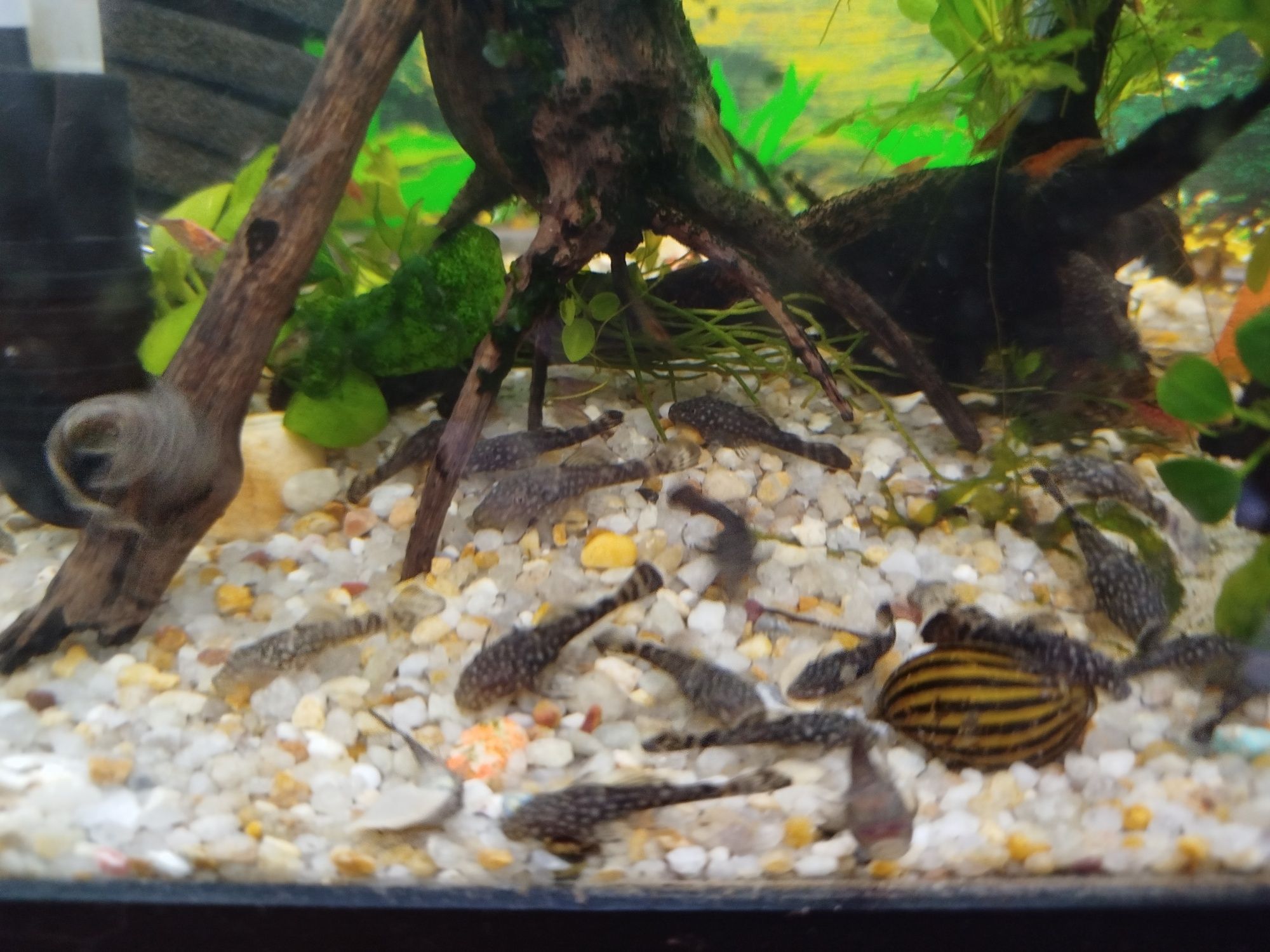 Ancistrus SP comum