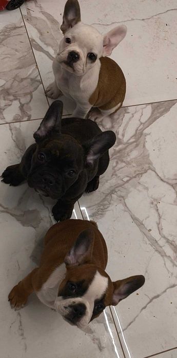 Buldog francuski