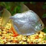 Peixe dolar platinum
