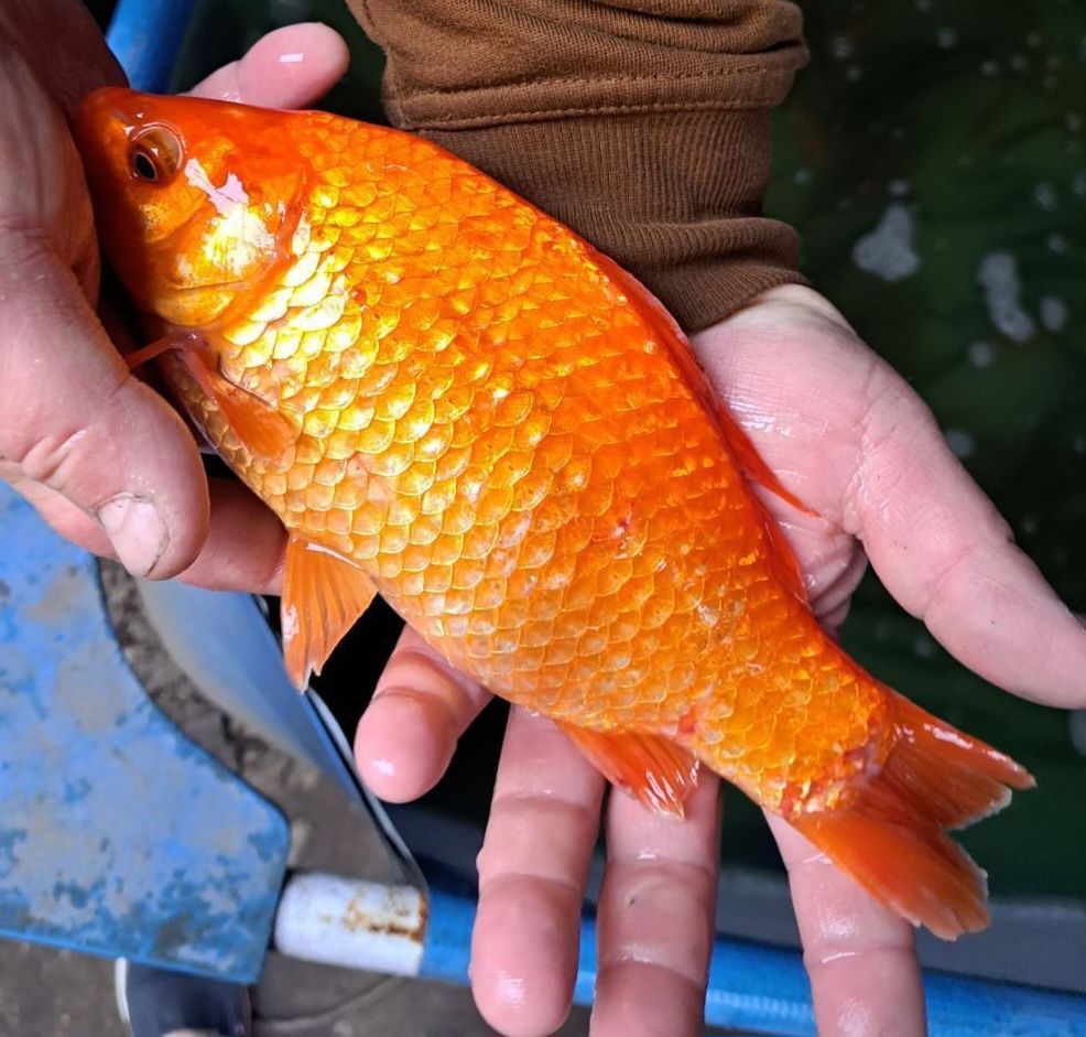 Narybek i kroczek. Karp, Lin, Karaś