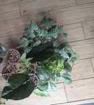 Kwiaty domowe filodendron