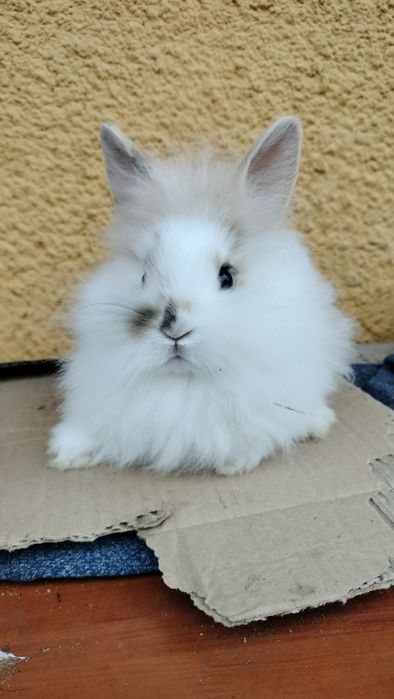 Samczyk miniaturka