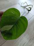 Monstera Variegata