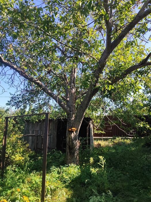 Спилять дерево за дрова