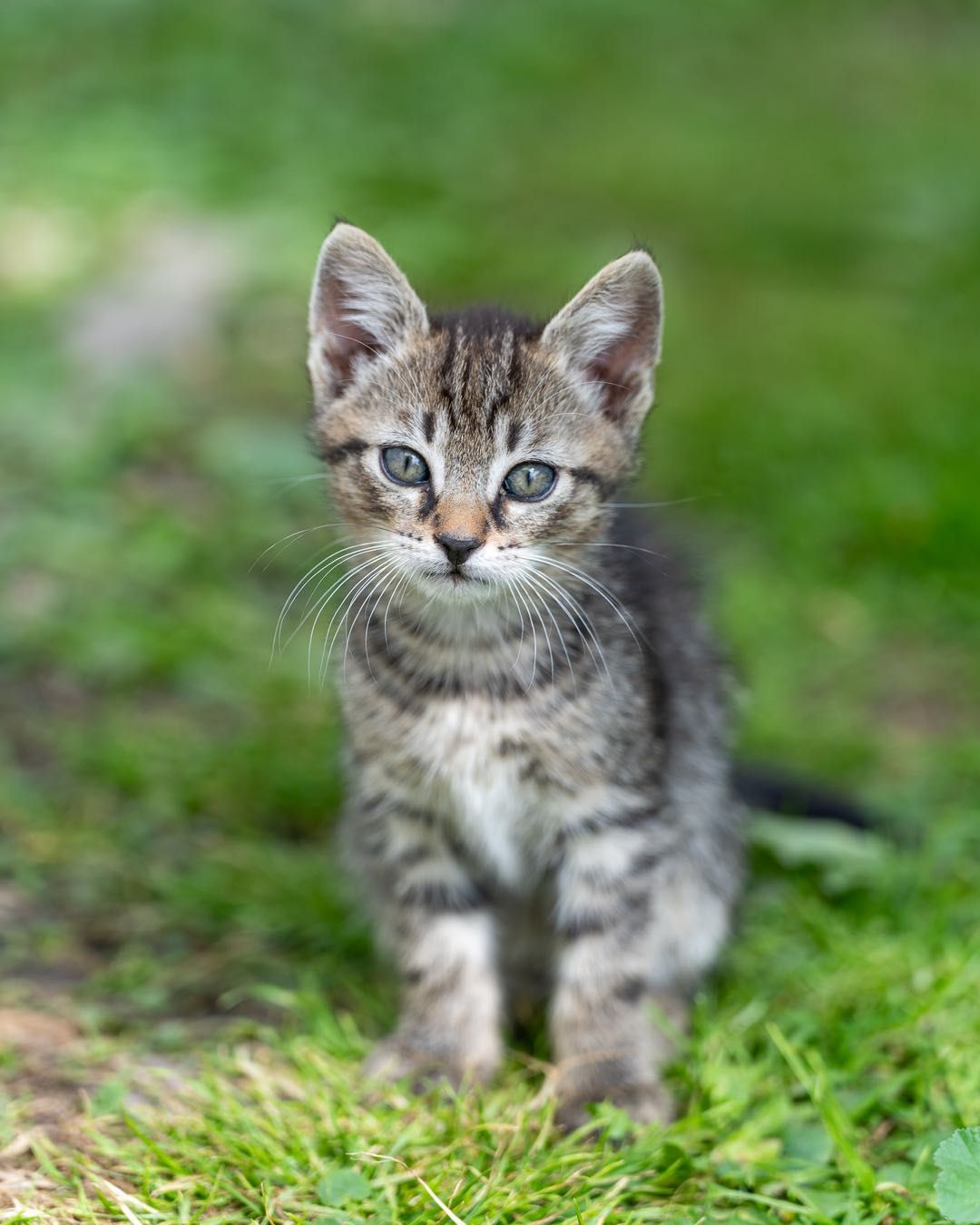 Kotki do adopcji