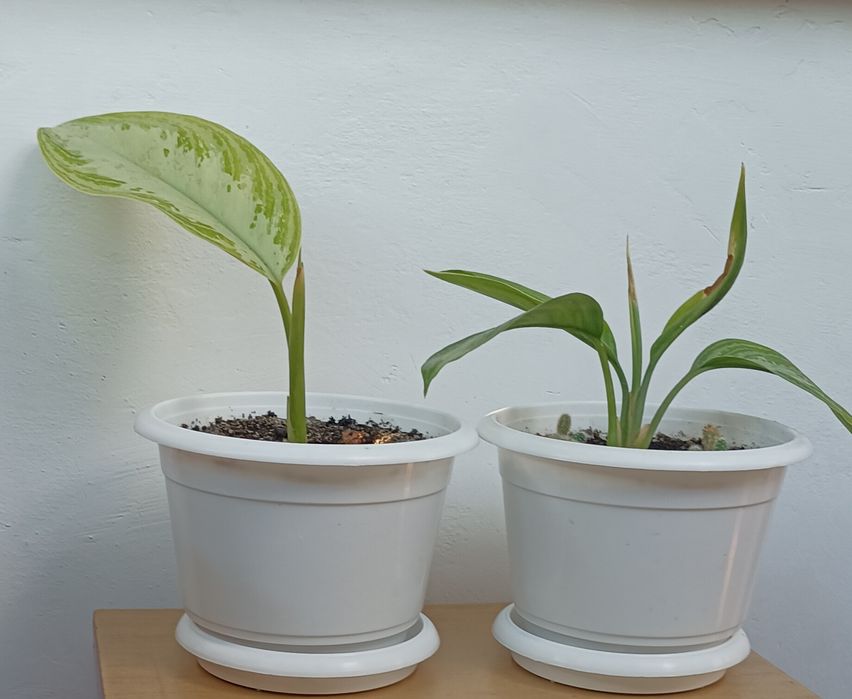 ,шлюмбергер, різдвяник,Аглаонема,,грошове дерево , спатифілум