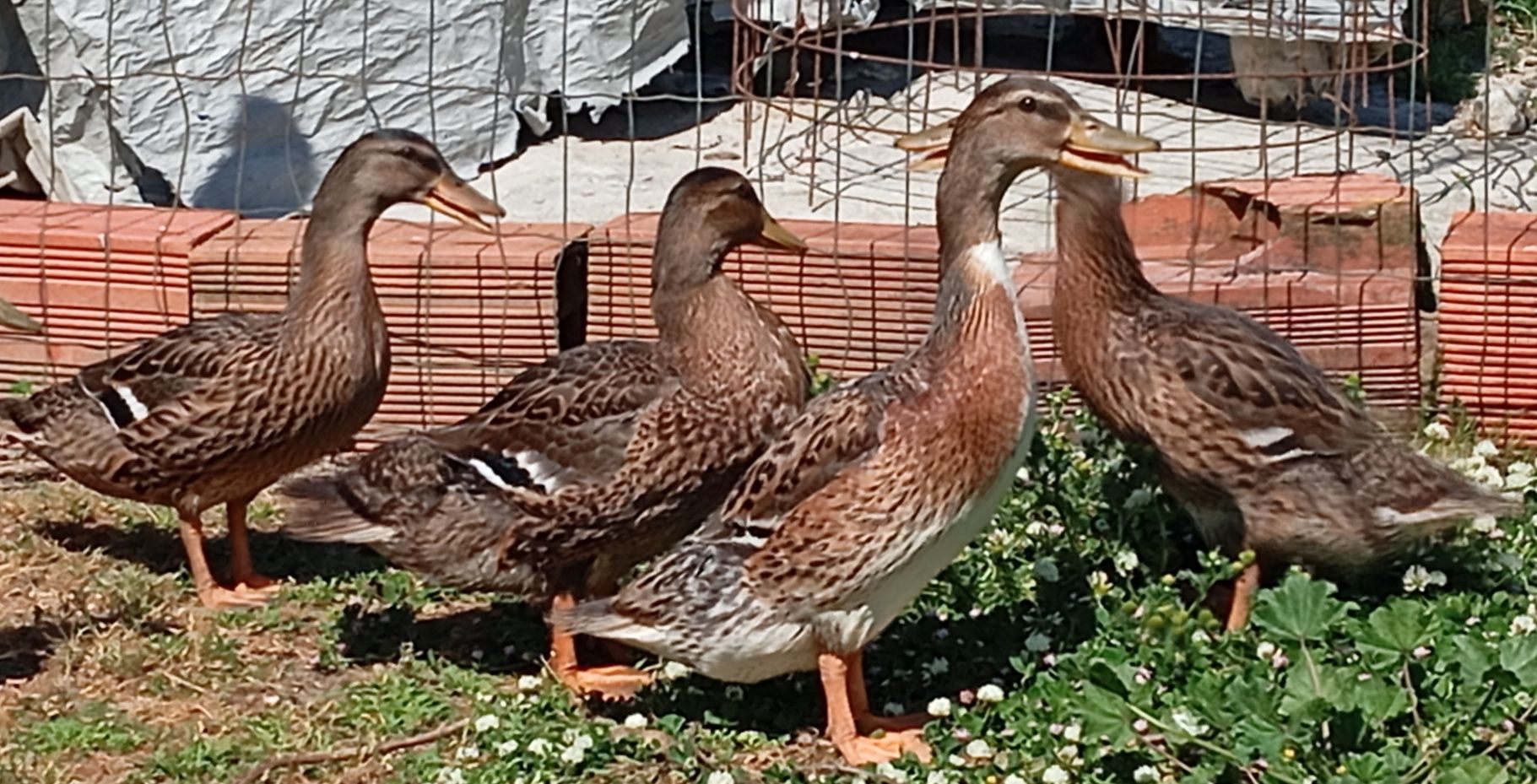 Aves Ornamentais Patos Reais