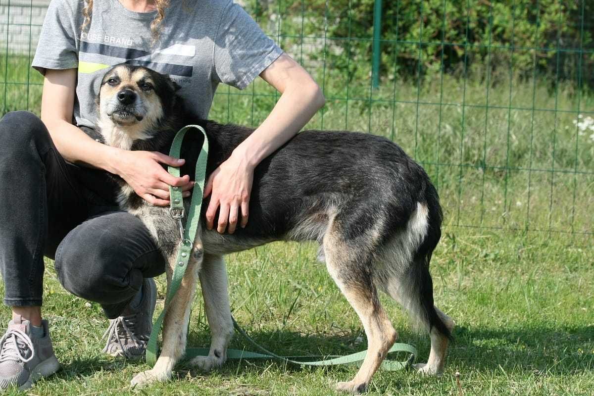 przyjazny pies czeka na dom