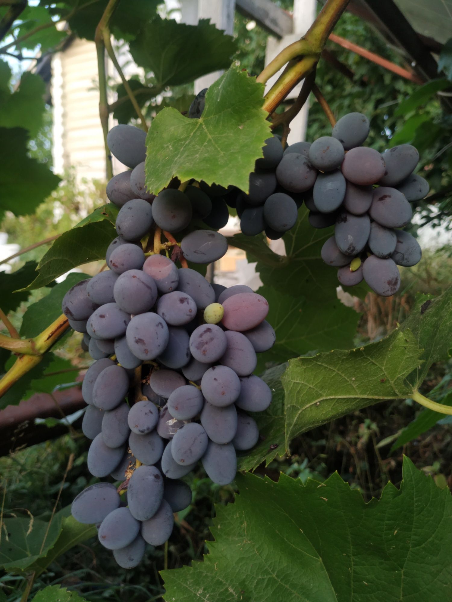 Саджанці винограду кишмиш: Юпітер, Рілайнс Пінк Сідлес ...