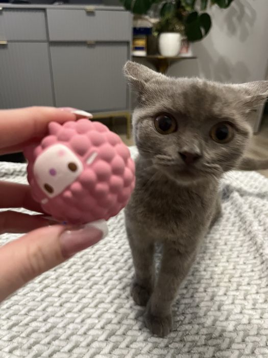 Kocurek brytyjski liliowy GOTOWY NA ODBIOR W KAZDEJ CHWILI