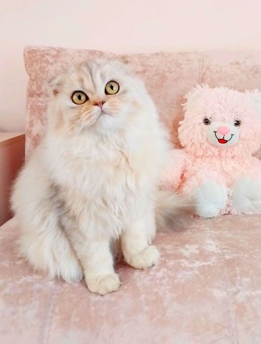 Срібна шиншила хлопчик красунчик