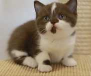 Fêmea  British Shorthair com LOP