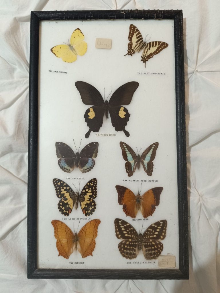 Quadro com borboletas