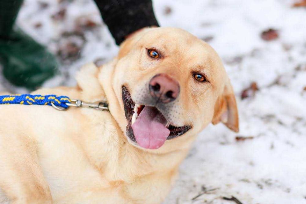 Temida - LABRADOR -owata, łagodna. kochana