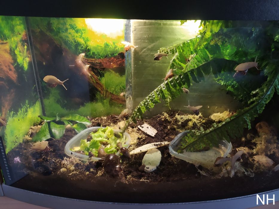 Ахатина гігантська. Равлики.