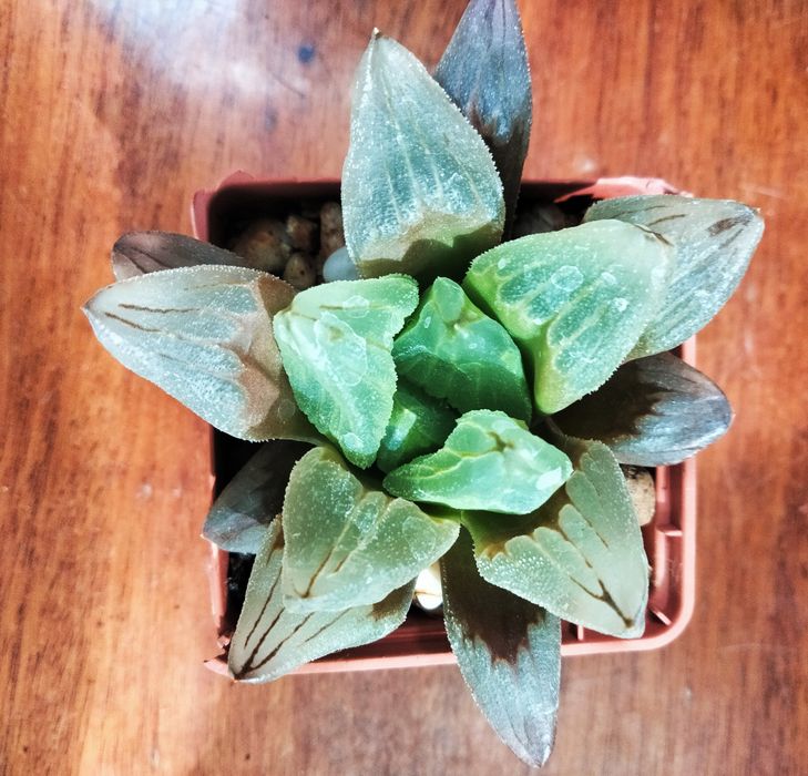 Продам хавортію "Ice city"