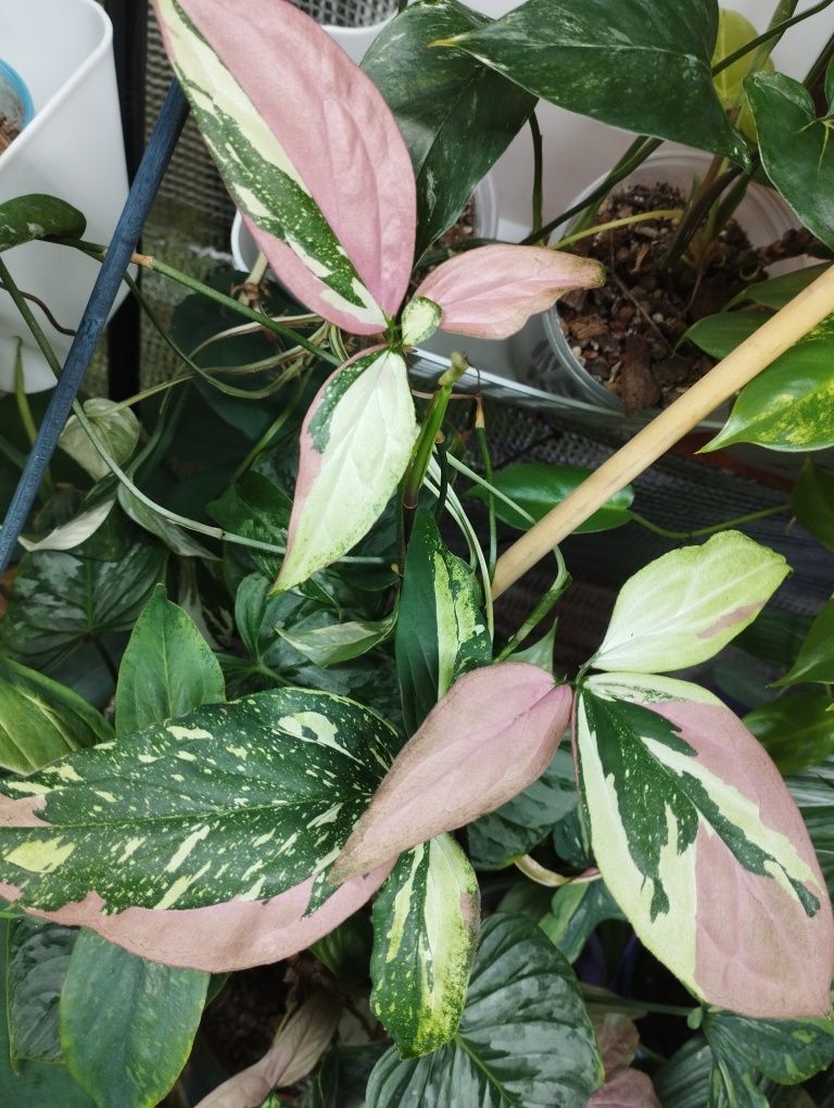 Syngonium Red spot tricolor