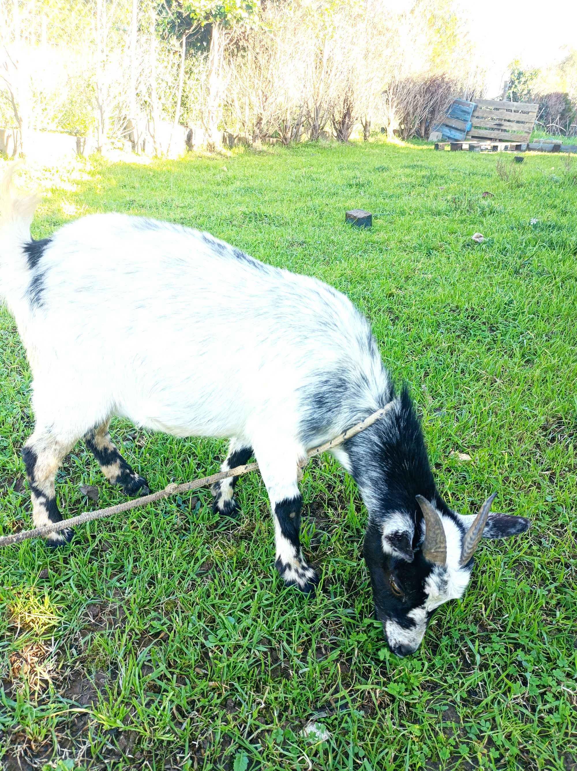 2 Cabras anãs à venda