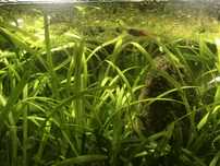 Troco peixes guppy neon por outros guppy