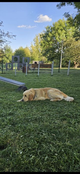 Roczny Piesek Golden Retriver